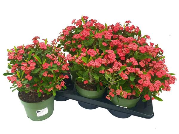 Euphorbia Milii