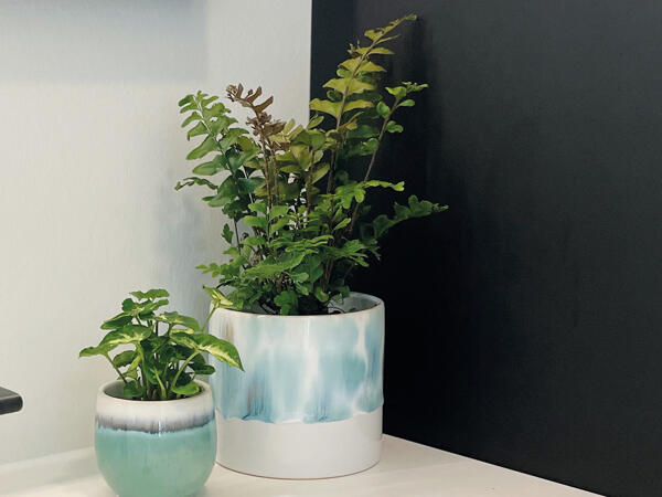 Grøn plante i keramik