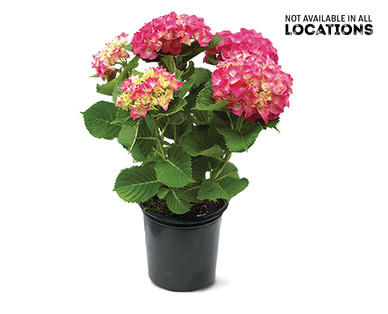 8" Hydrangea