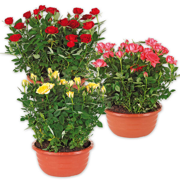 Rosen in Schale