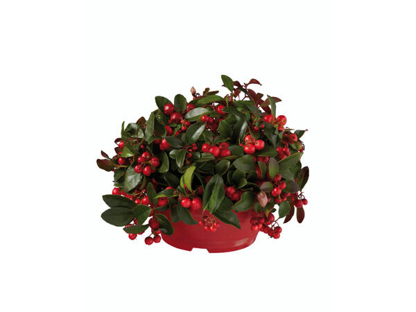 Gaultheria in Schale