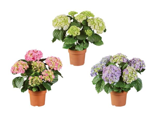 Hortensias