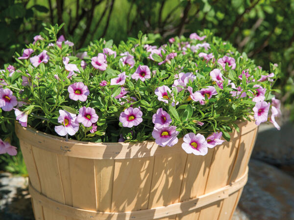 Mini petunia