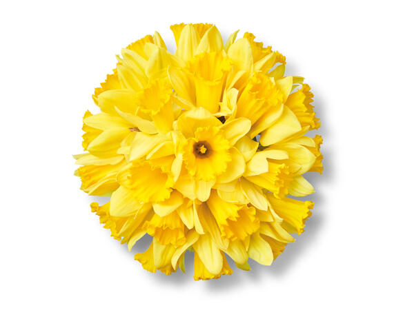British Daffodils