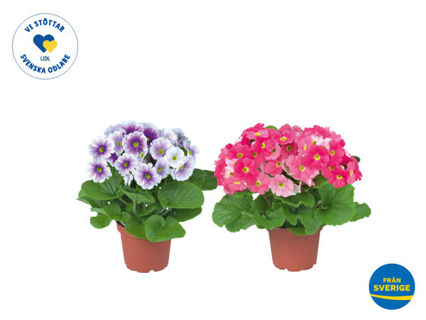 Primula