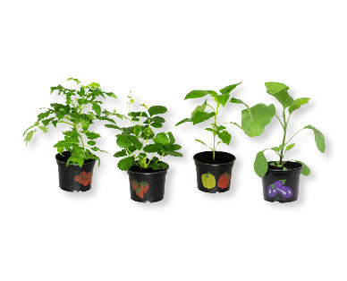Plants de légumes/Fraisiers