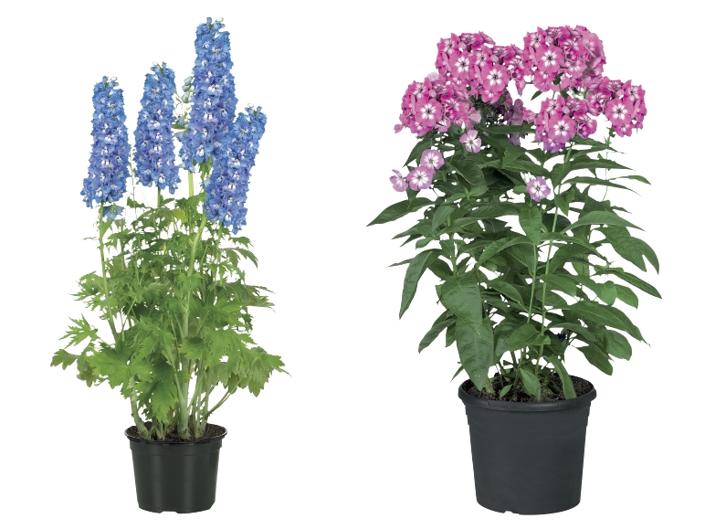 Phlox Assortment