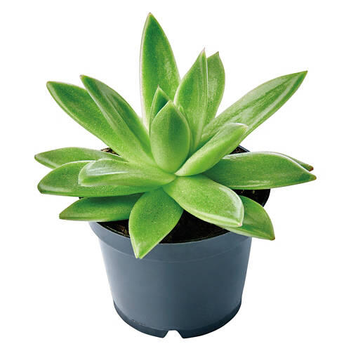Mini Succulent - Assorted Varieties