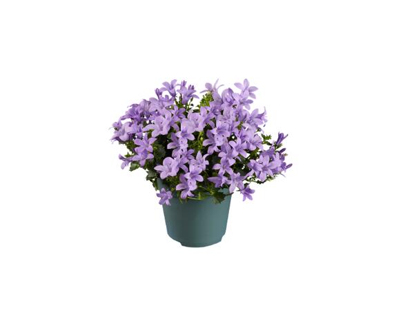 Bellflower mix
