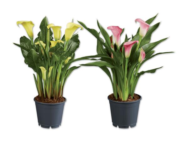 Calla