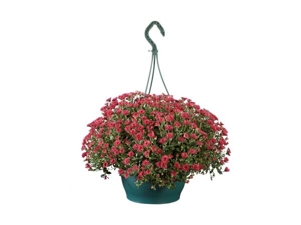 Chrysanthemum Hanging Basket
