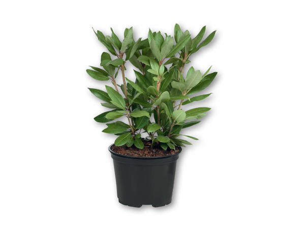 Rhododendron