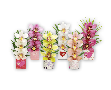 Composition d'orchidées