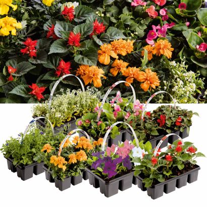 Plantes de parterre, 8 pcs