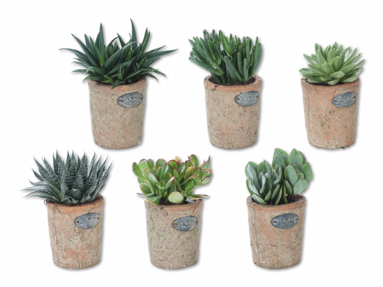 Plante succulente dans un pot en terre cuite