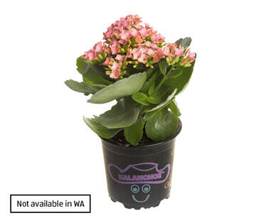 Kalanchoe 120mm