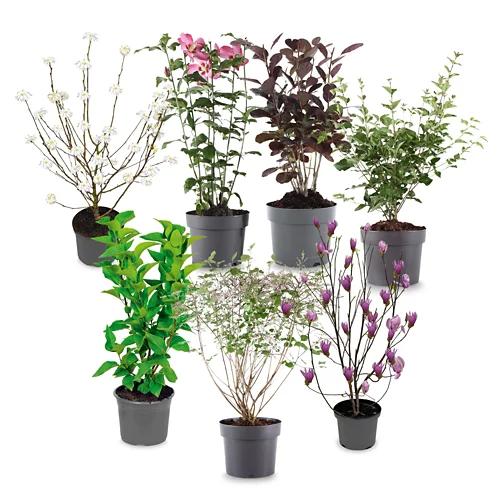 Arbusti ornamentali
