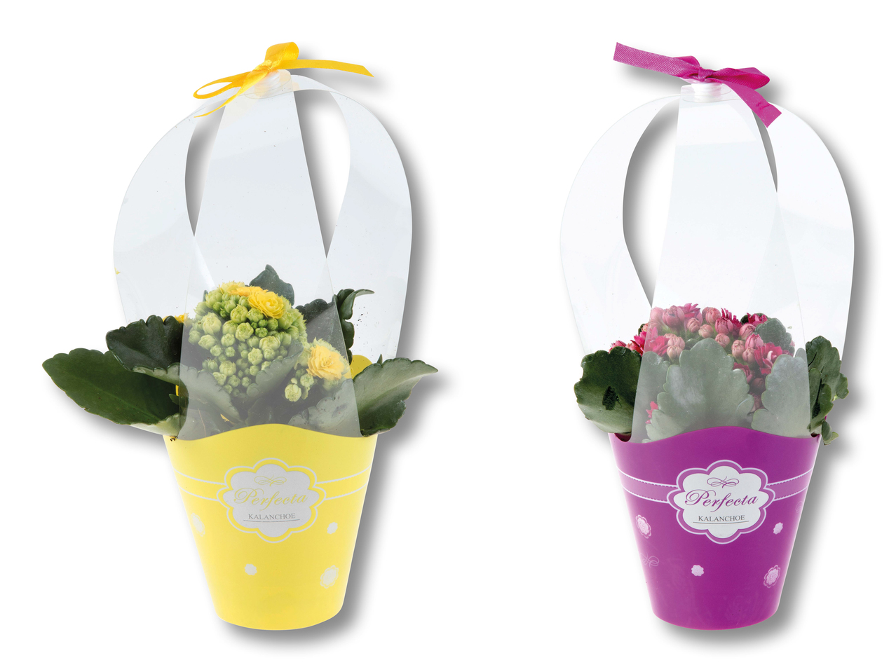 Mini-kalanchoë dans un sachet