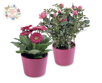 Mother's Day Rose/Gerbera