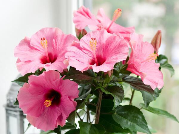 Hibiscus