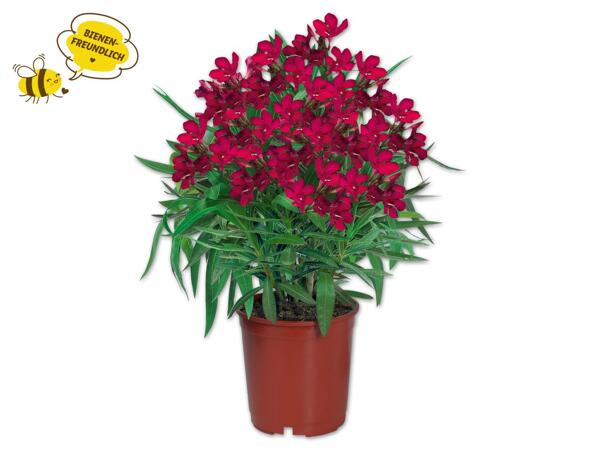 Oleander