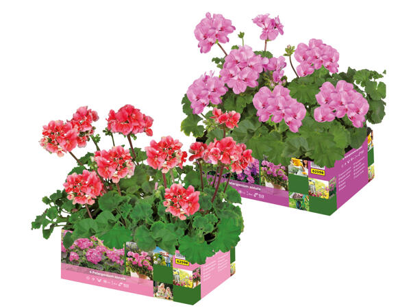 Geraniums