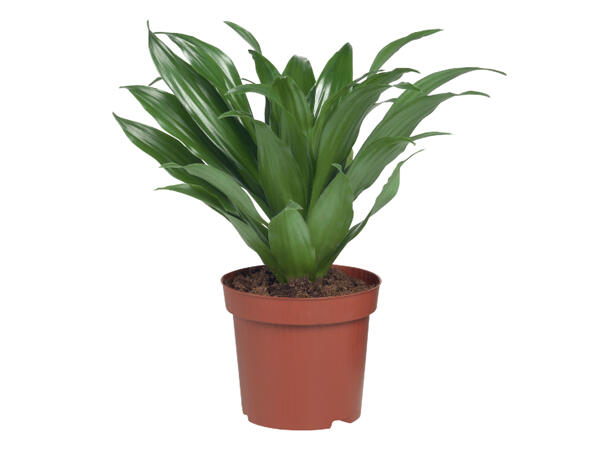 Assorted Houseplants 