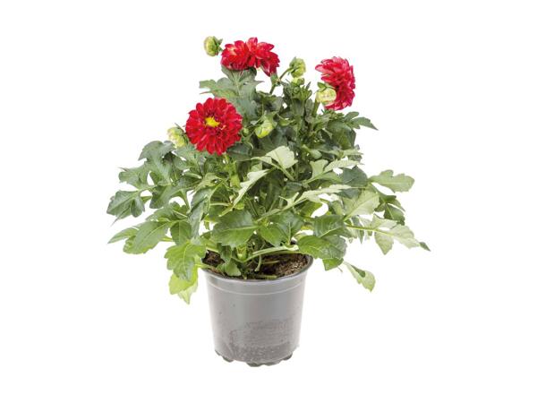 Dahlia "Happy days"