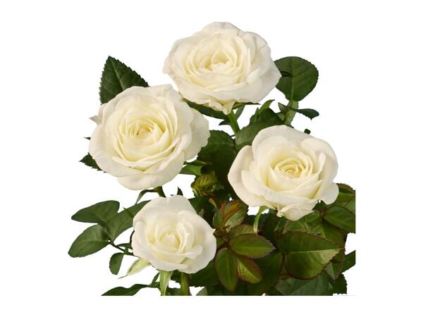 Mini Rose