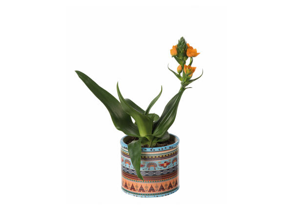 Ornithogalum in Ceramic