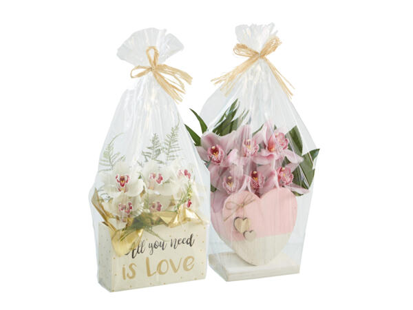 Cymbidium 6-stänglad