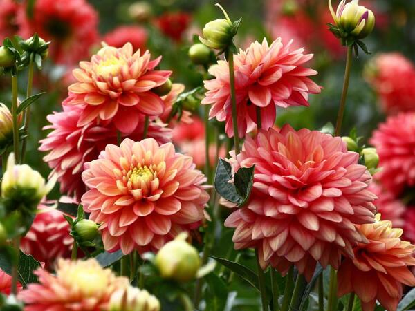 Stor dahlia