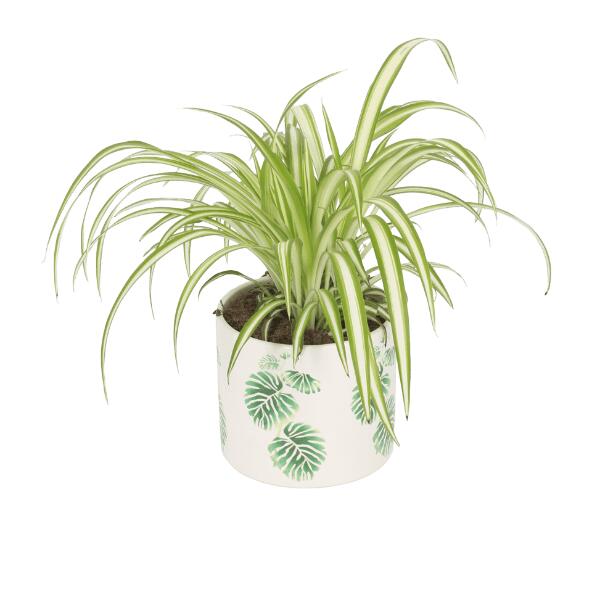 GARDENLINE(R) 				Mix de Plantas em Vaso Decorativo