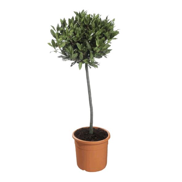 Mediterraan boompje