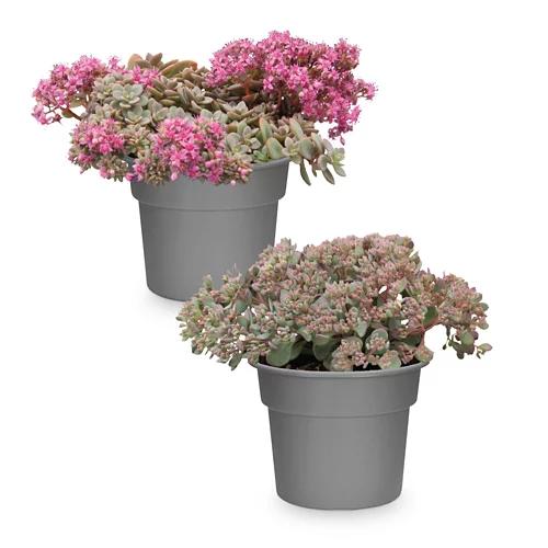GARDENLINE Sedum Mix
