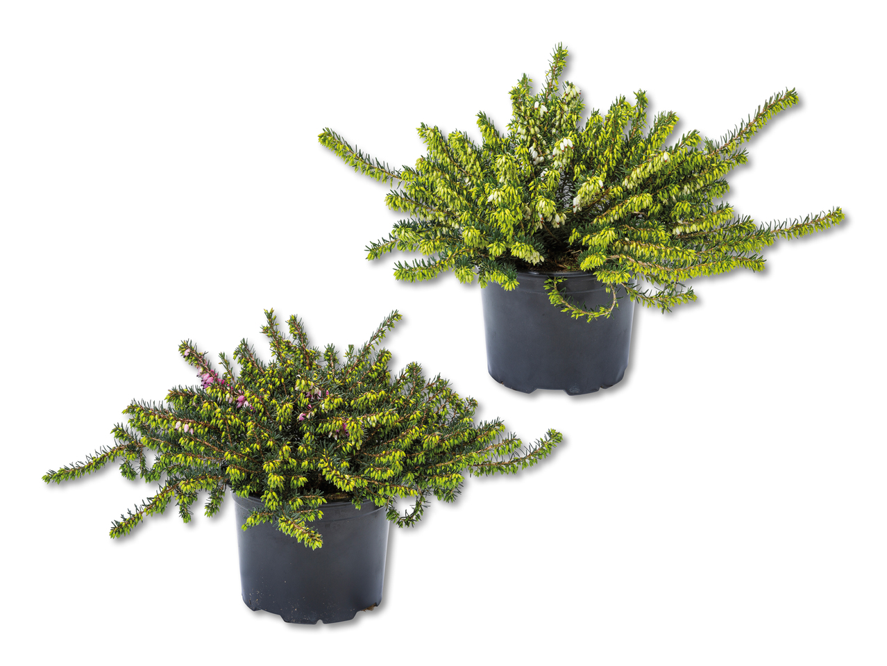 Erica darleyensis