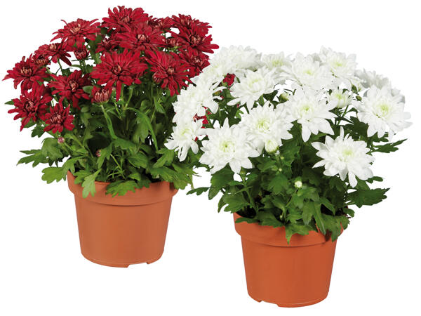 Chrysantheme "Elle-Fleur-Christmas"