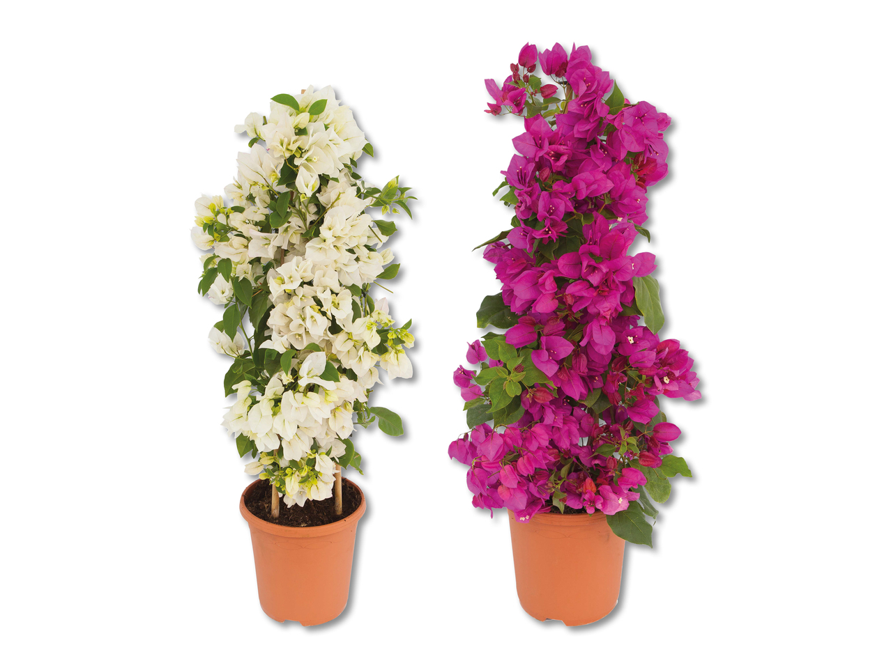 Bougainvillier taillé en pyramide