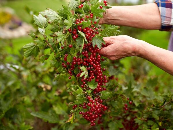 Berry Bushes