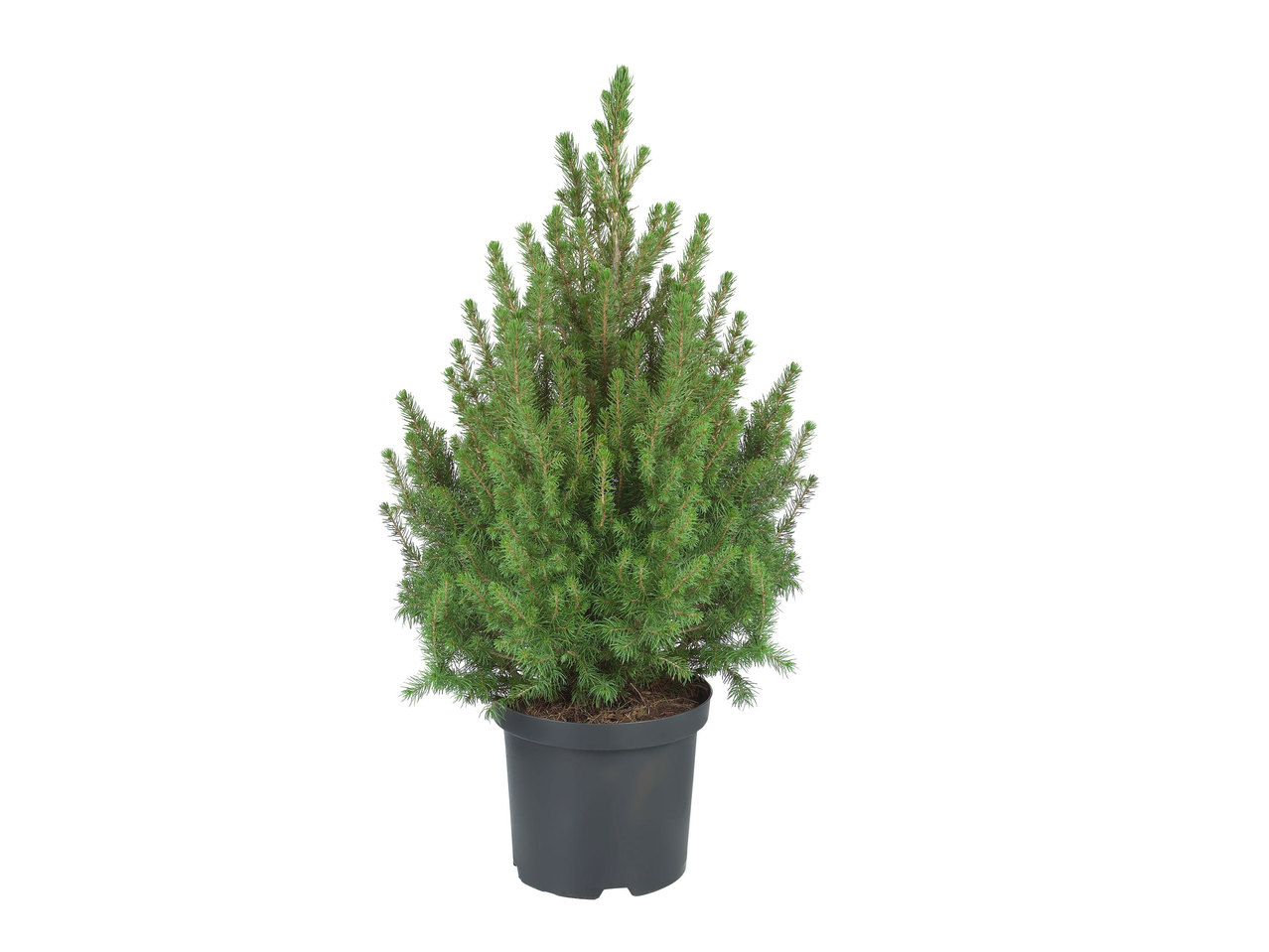 Minikerstboom Picea Glauca