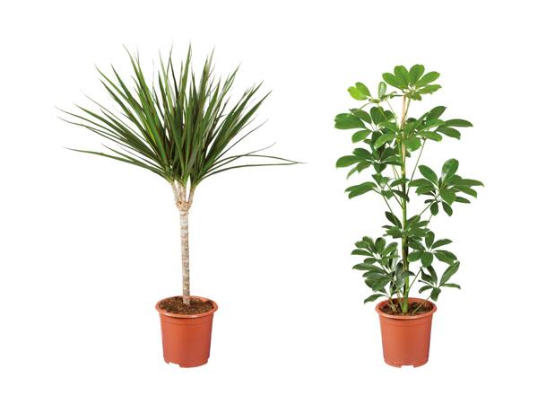Grøn plante