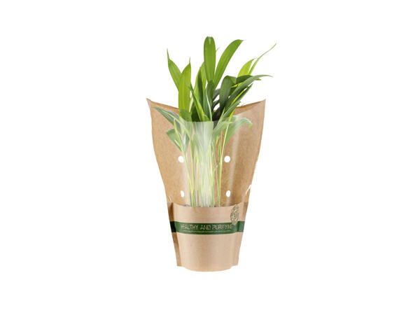 Assortiment de plantes vertes éco