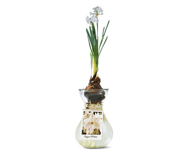 Paperwhite In Glass Vase