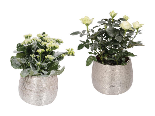 Piante fiorite in vaso di ceramica per Capodanno