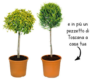 PIANTE DELLA TOSCANA