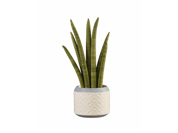 Sanserveria Planter
