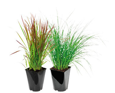 ERBA ORNAMENTALE