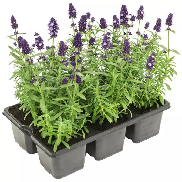 Lavendel