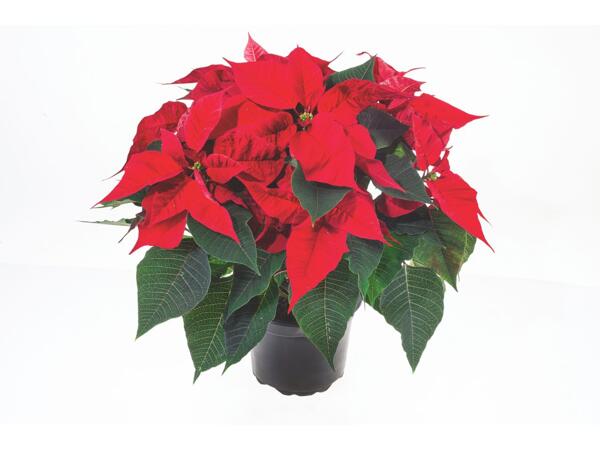 Large Poinsettia