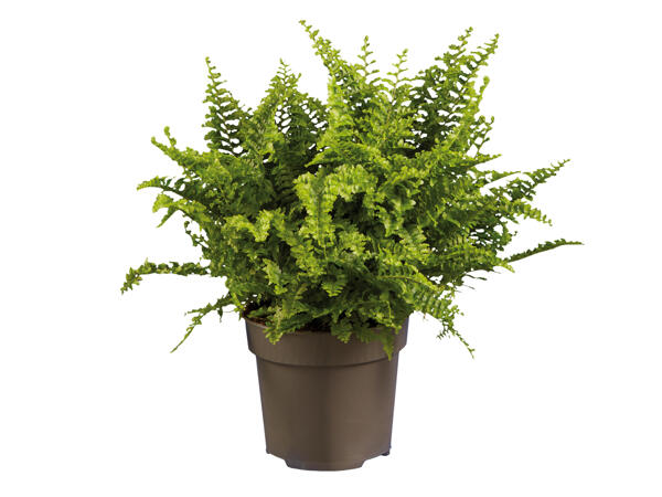 Assorted Ferns